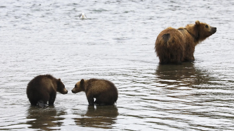Brown Bear with cubs, Kurilskoye lake in Tikhon Shpilenok, South Kamchatka Nature Reserve, Russia